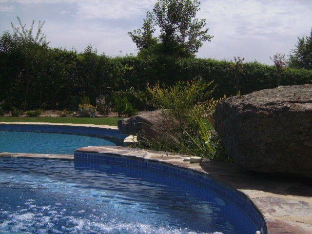 Integración de plantas y piedras en piscina
