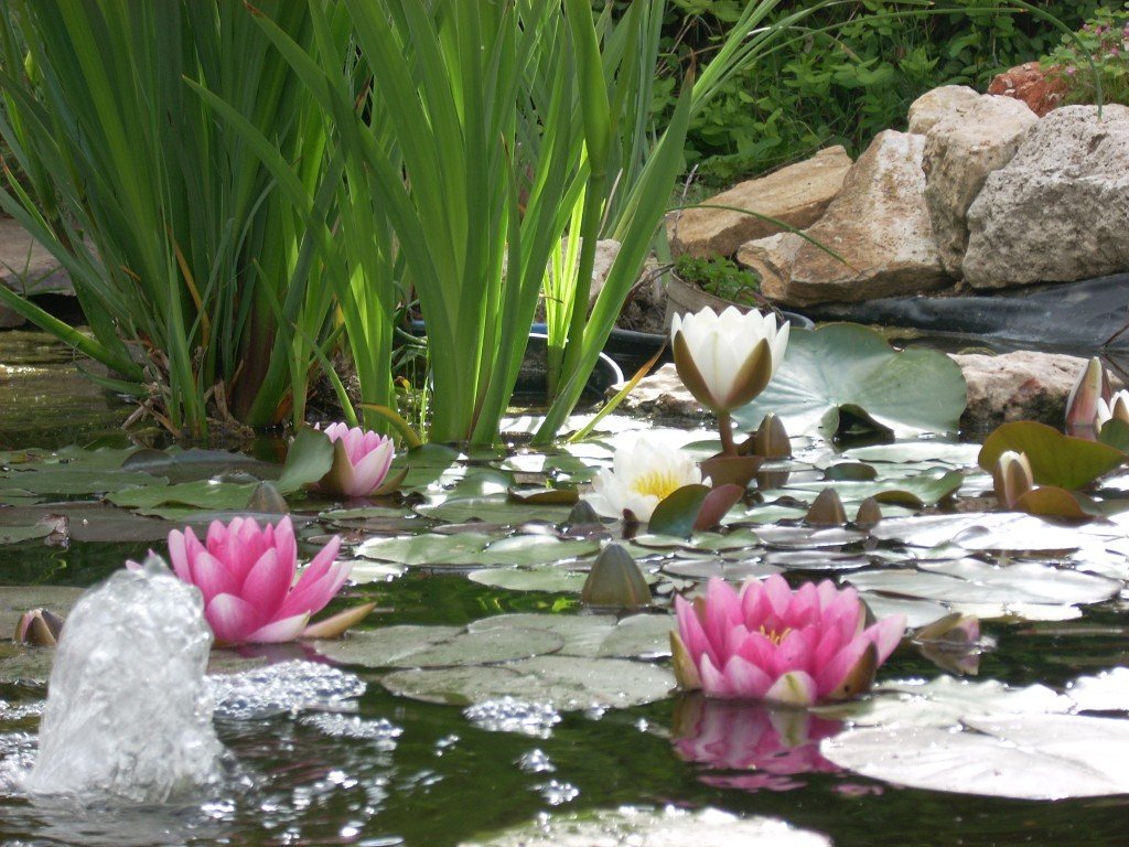 Jardin de Villavilenduque